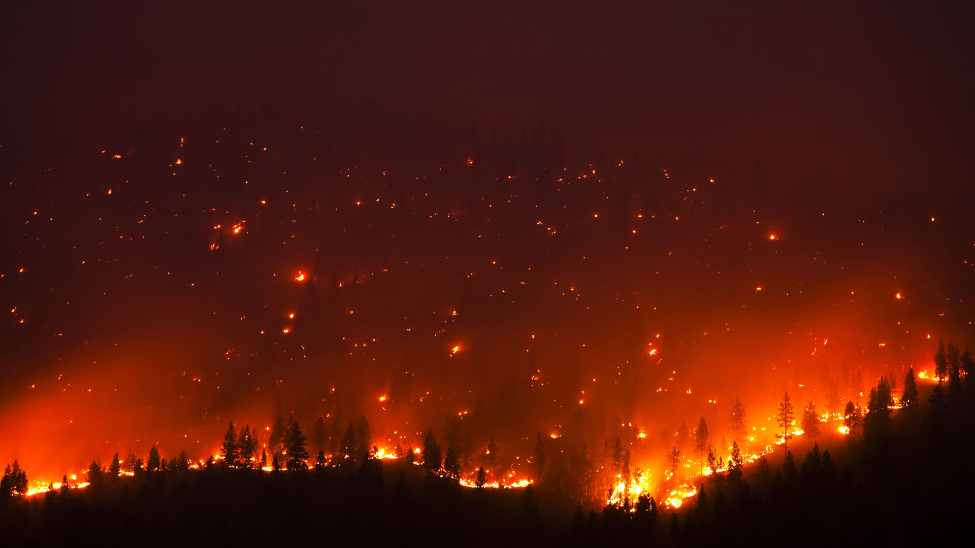 Forest fire at night