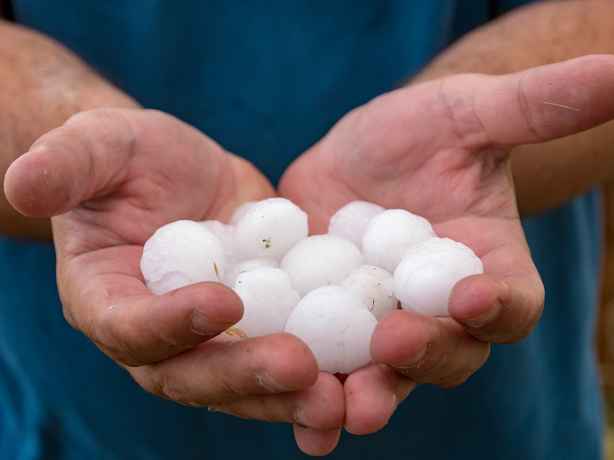 Hands hold many large hailstones