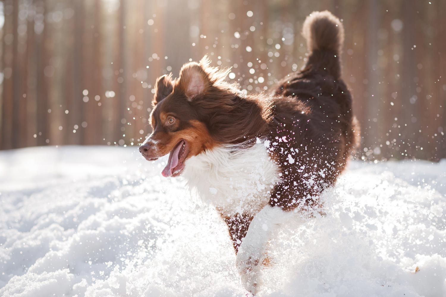 dog-playing-snow-shutterstock_624168008