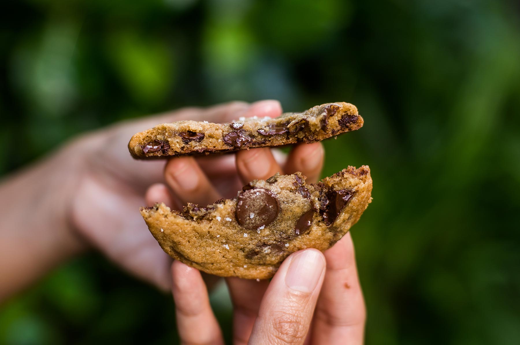 Hands breaking chocolate chip cookie.