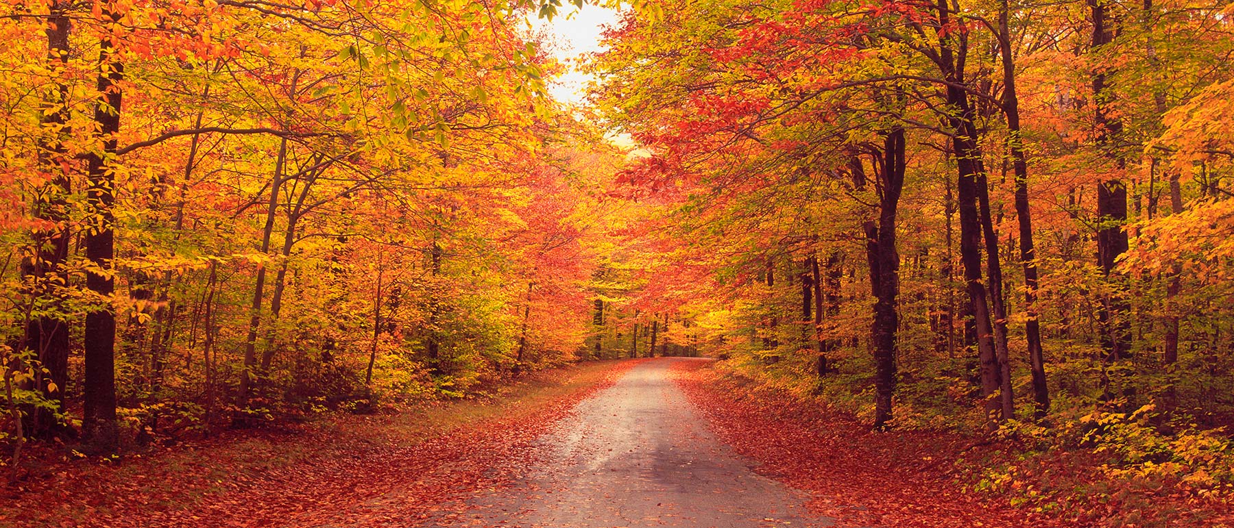 Road with fall trees