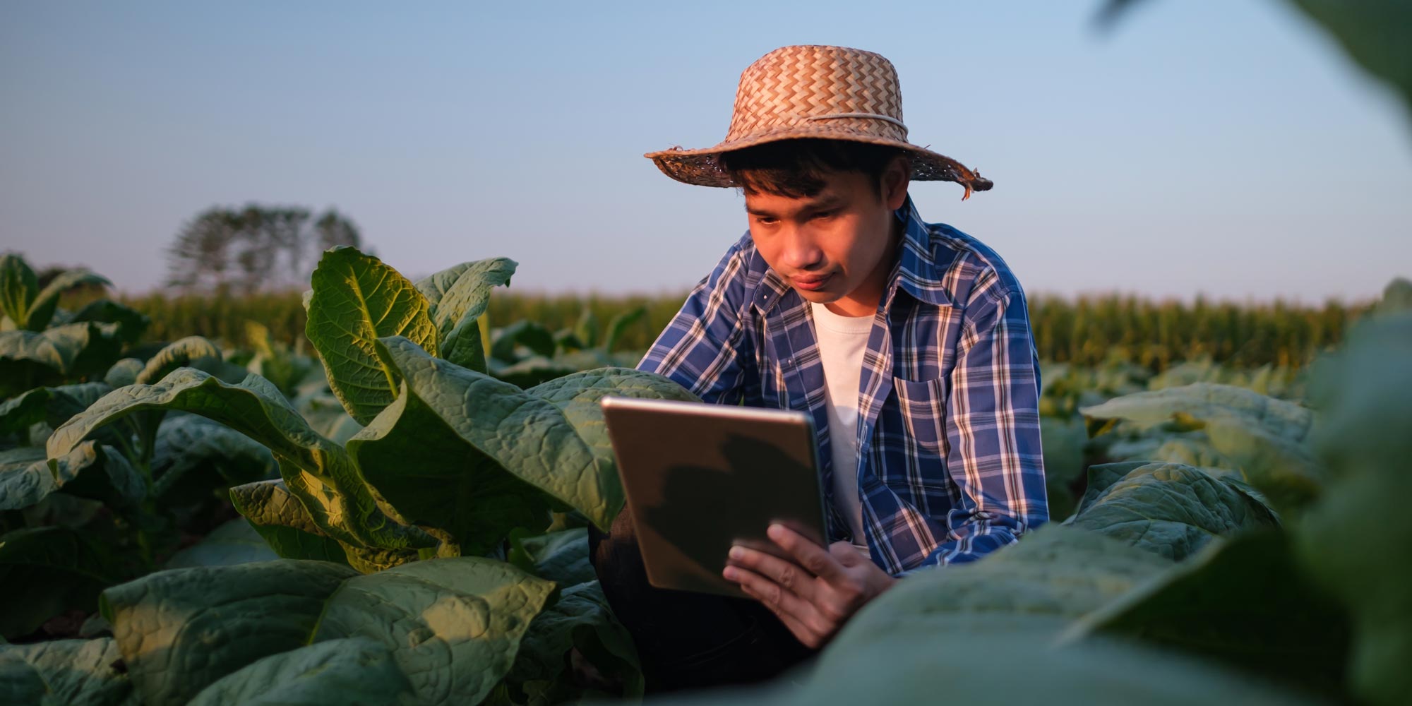 hero-farming-ipad-shutterstock_2410520013