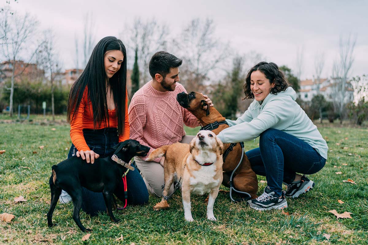 hero-group-dogs-shutterstock_2133123751