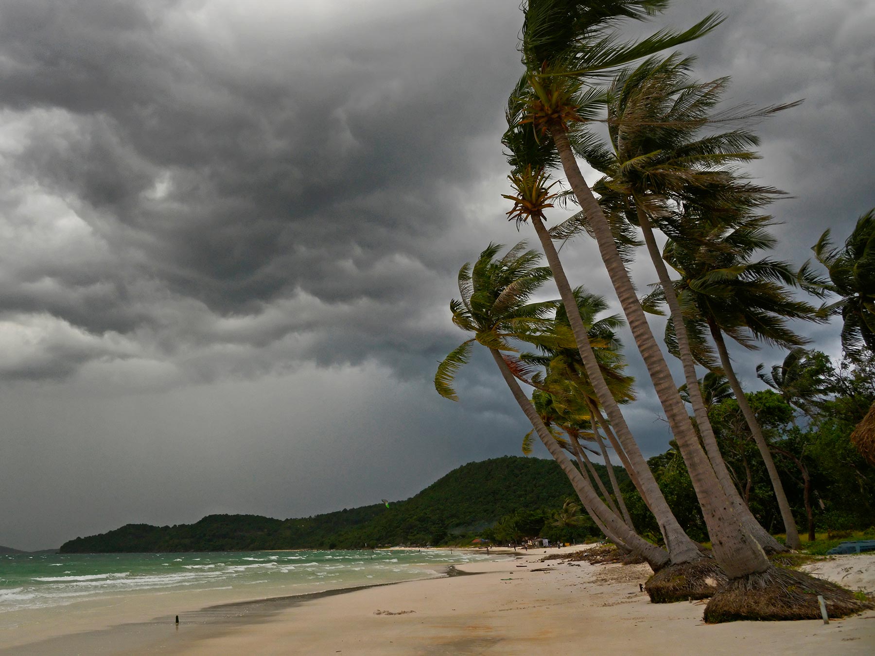 Palm trees on the beach blowing in the wind with storm clouds in the background.