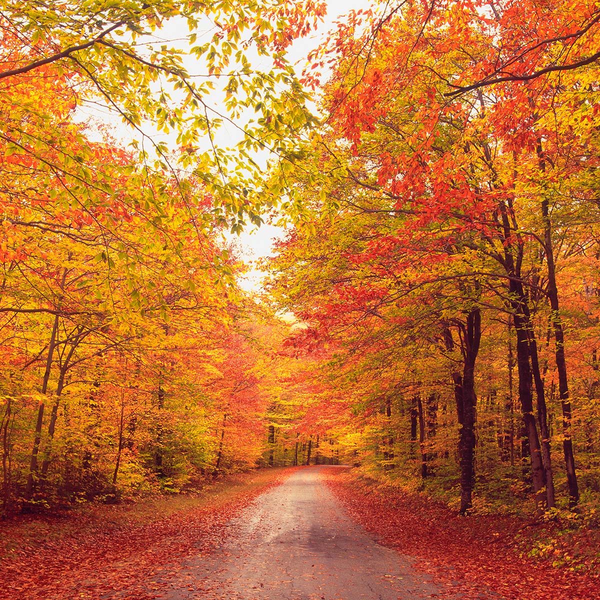 Road with fall trees