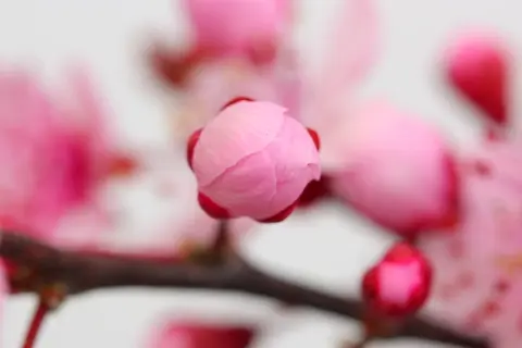 An animation of spring imagery