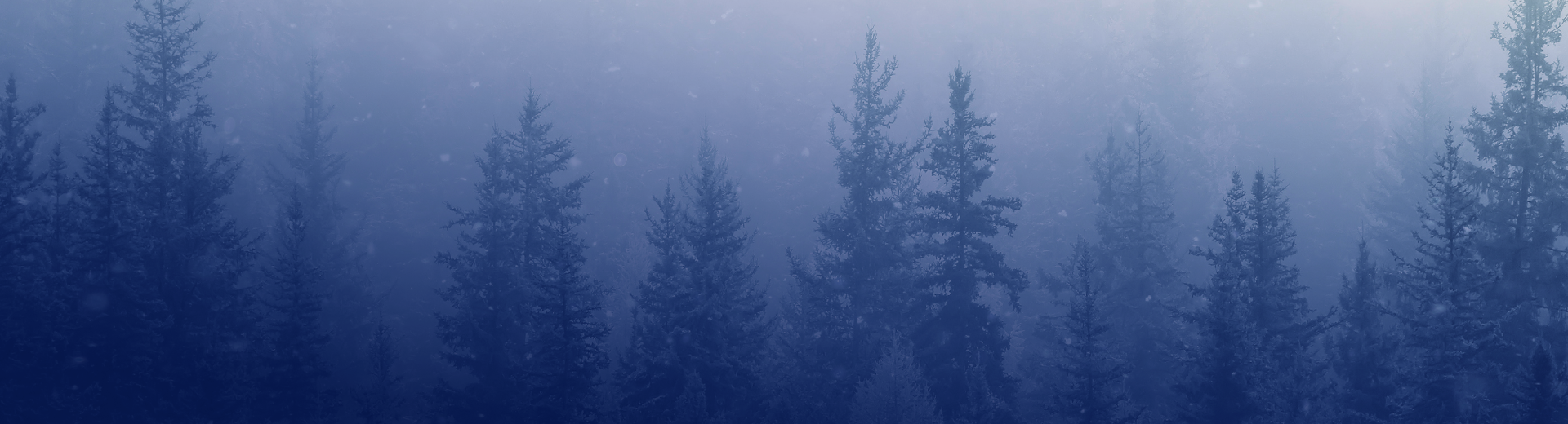 A snowy forest
